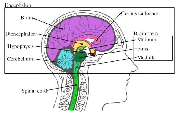 MidBrain Activation Franchise India